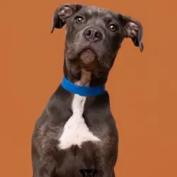 Lost Male Dog last seen S Star dr, Ruskin, FL 33570