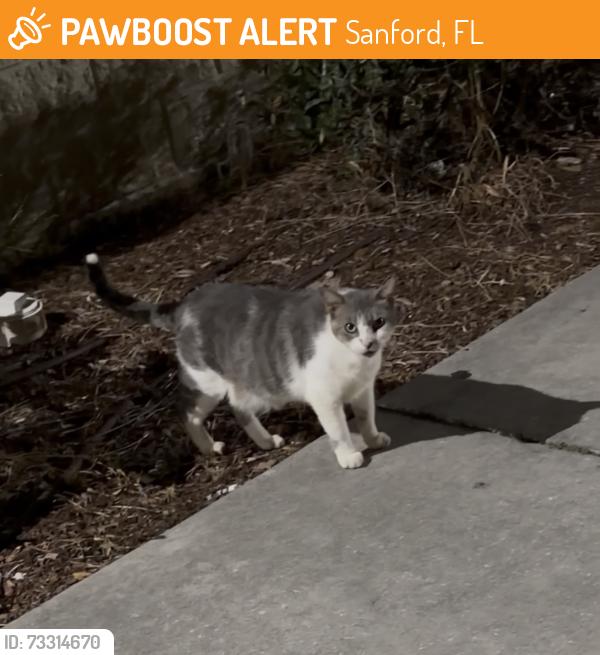Found/Stray Female Cat last seen Outside dollar general, Sanford, FL 32773