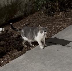 Found/Stray Female Cat last seen Outside dollar general, Sanford, FL 32773