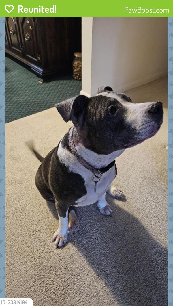 Reunited Female Dog last seen Schuur & Mapleview, Portage, MI 49024