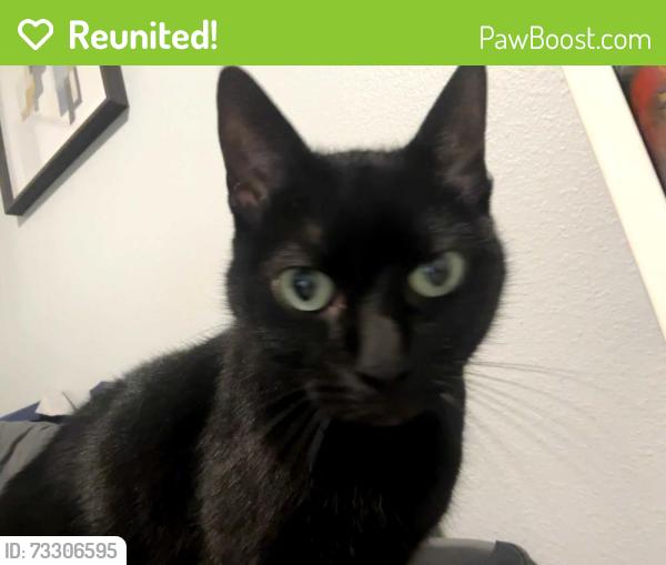Reunited Female Cat last seen MacFarlane Place, Palmetto, FL 34221
