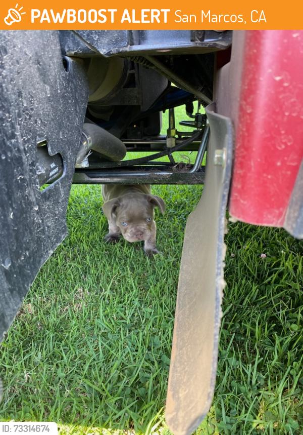 Found/Stray Unknown Dog last seen Rancho Santa Fe, San Marcos, CA 92078