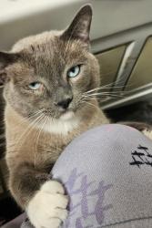 Lost Male Cat last seen Delmar, St. Louis, MO 63108