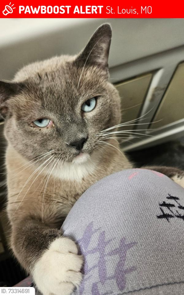 Lost Male Cat last seen Delmar, St. Louis, MO 63108