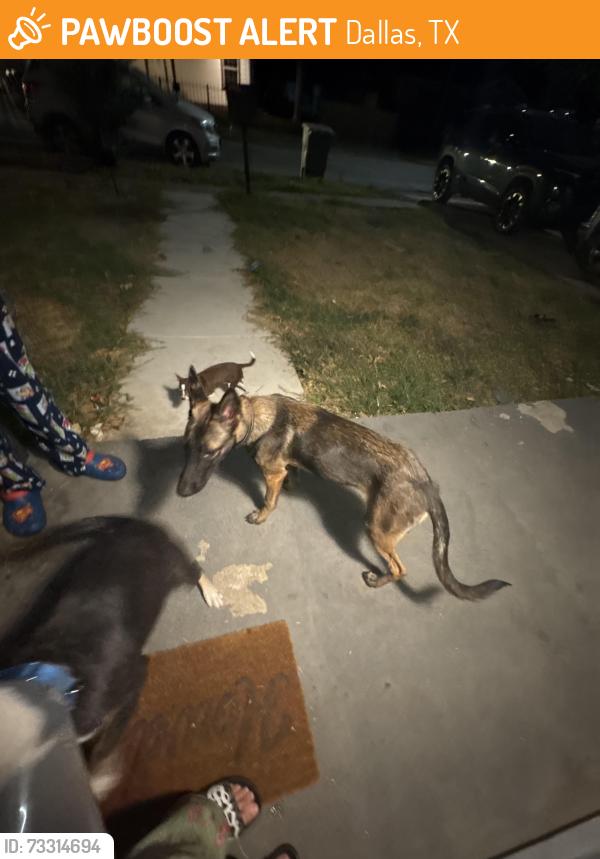 Found/Stray Female Dog last seen Near Kathleen ave, Dallas, TX 75216