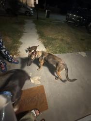 Found/Stray Female Dog last seen Near Kathleen ave, Dallas, TX 75216