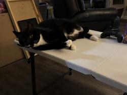 Reunited Male Cat last seen S Field Street and Estes, Lakewood, CO 80226