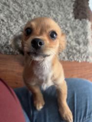 Reunited Female Dog last seen Hellman Ave, Rosemead, CA 91770