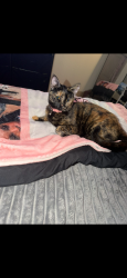 Lost Female Cat last seen Oakleaf plantation apmts, Oakleaf Plantation, FL 32065