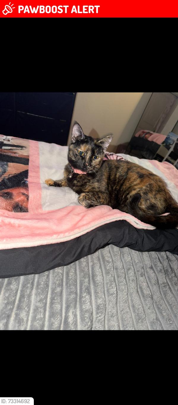 Lost Female Cat last seen Oakleaf plantation apmts, Oakleaf Plantation, FL 32065