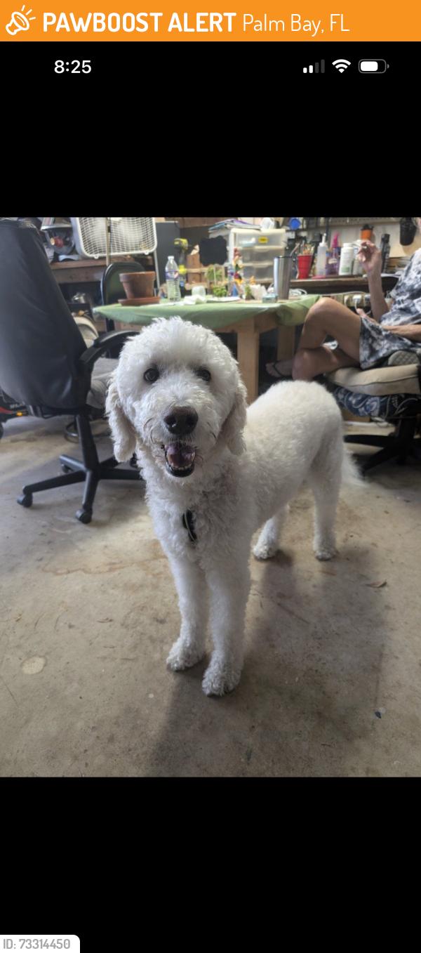 Found/Stray Male Dog last seen San falipo, Palm Bay, FL 32909