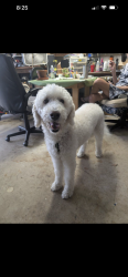 Found/Stray Male Dog last seen San falipo, Palm Bay, FL 32909