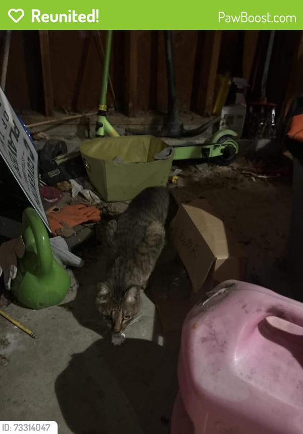 Reunited Unknown Cat last seen Brewster and John Paul Lane, Coventry, CT 06238