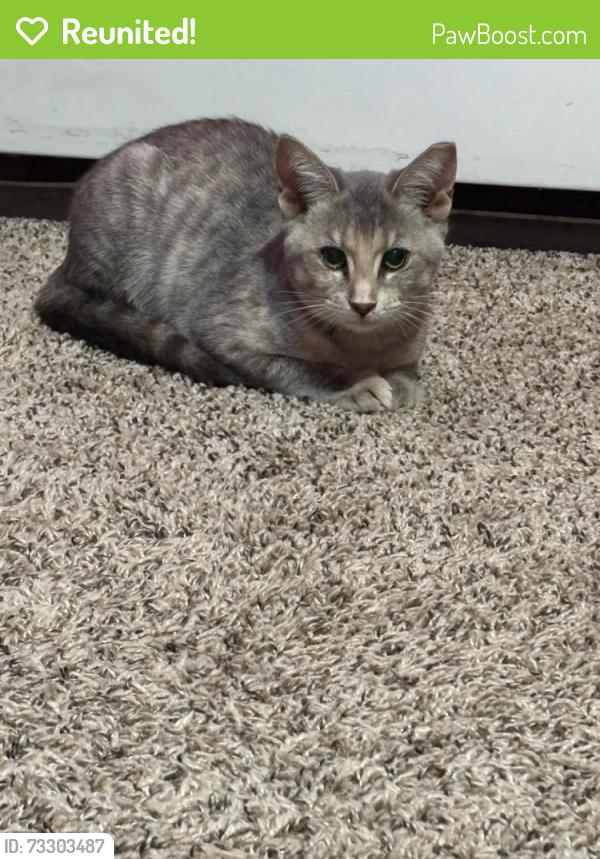 Reunited Female Cat last seen Prospect Rd and E Woodland Ave, Springfield Township, PA 19064