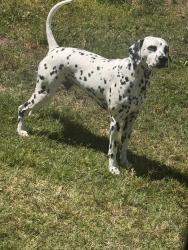 Reunited Male Dog last seen Andrews, Hampton, VA 23663