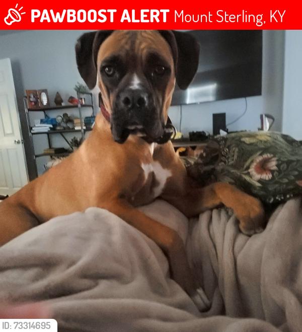 Lost Female Dog last seen N. Maysville, Mt. Sterling, Mount Sterling, KY 40353