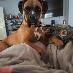 Lost Female Dog last seen N. Maysville, Mt. Sterling, Mount Sterling, KY 40353