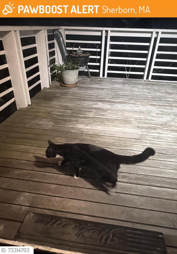 Found/Stray Unknown Cat last seen Ash ln, sherborn, Sherborn, MA 01770