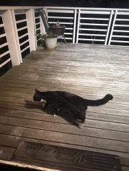 Found/Stray Unknown Cat last seen Ash ln, sherborn, Sherborn, MA 01770