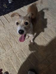 Found/Stray Male Dog last seen Camp Fire, Waxahachie, TX 75165