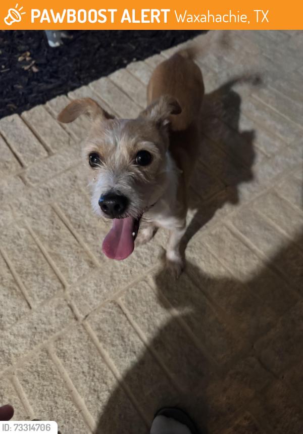 Found/Stray Male Dog last seen Camp Fire, Waxahachie, TX 75165