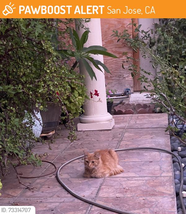 Found/Stray Unknown Cat last seen Davis Intermediate School, San Jose, CA 95111
