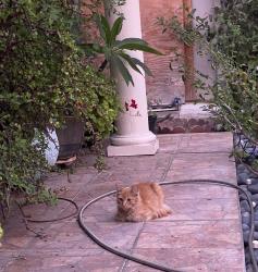 Found/Stray Unknown Cat last seen Davis Intermediate School, San Jose, CA 95111