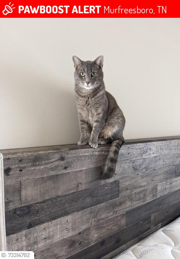 Lost Male Cat last seen Kimbrowoods next to Salem Elementary, Murfreesboro, TN 37128