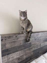 Lost Male Cat last seen Kimbrowoods next to Salem Elementary, Murfreesboro, TN 37128