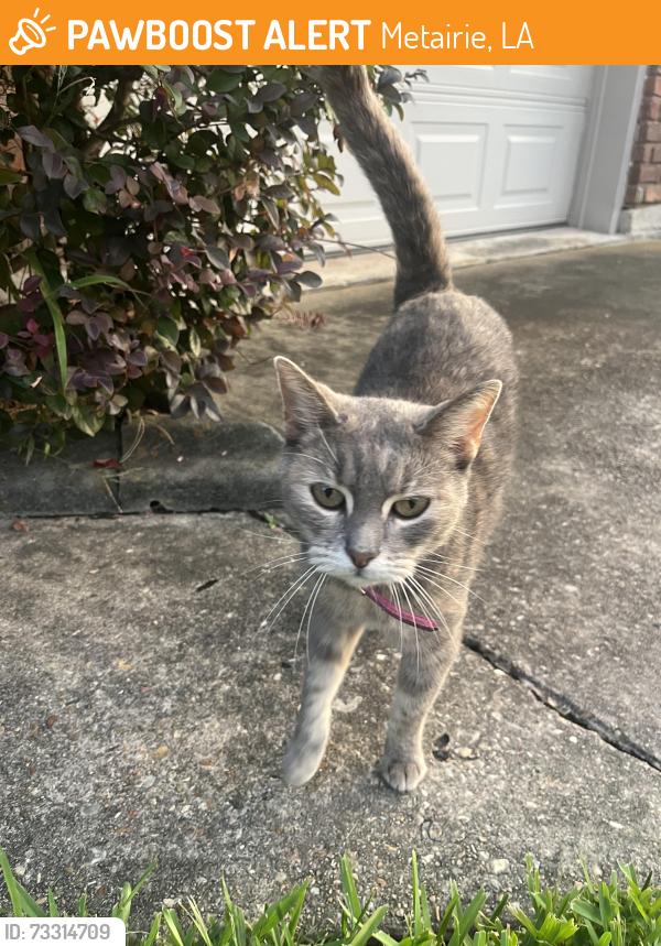 Found/Stray Unknown Cat last seen Danville/Edenborn, Metairie, LA 70001