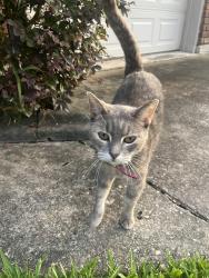 Found/Stray Unknown Cat last seen Danville/Edenborn, Metairie, LA 70001
