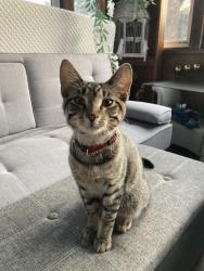 Found/Stray Male Cat last seen 78th Ave N / Hampshire Ave N, Minneapolis, MN 55445