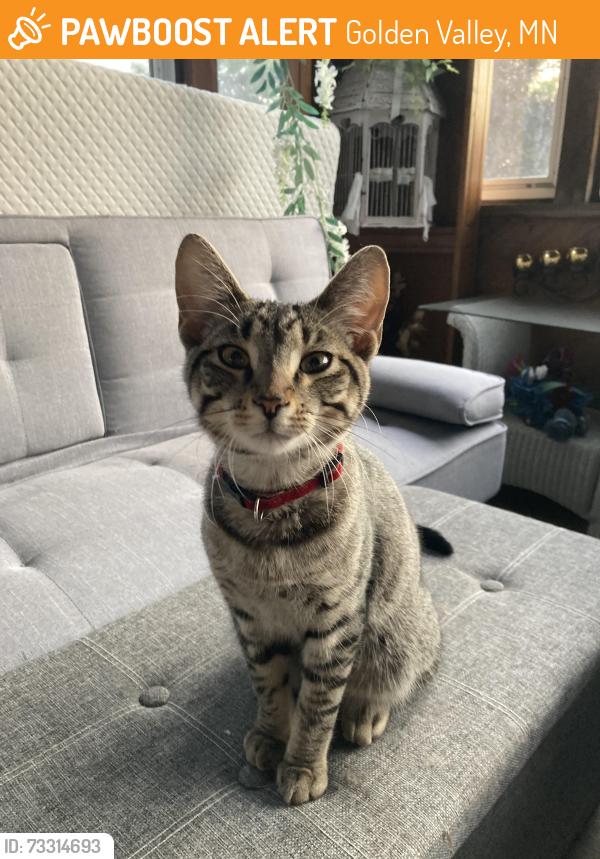 Found/Stray Male Cat last seen 78th Ave N / Hampshire Ave N, Minneapolis, MN 55445