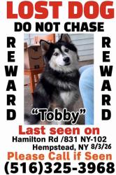 Lost Male Dog last seen Front y Hamilton, Hempstead, NY 11550