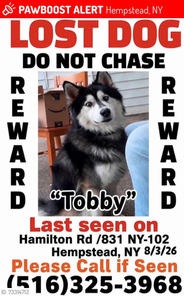 Lost Male Dog last seen Front y Hamilton, Hempstead, NY 11550