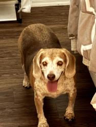 Reunited Male Dog last seen 12th Avenue and Vineyard, Phoenix, AZ 85041