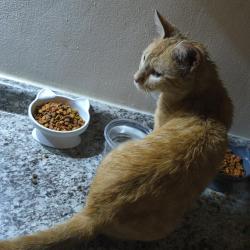 Reunited Male Cat last seen Near W Wellington Ave and Long Ave, Chicago, IL 60641