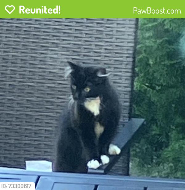 Reunited Unknown Cat last seen Ravine Drive & Ravine Terrace, Highland Park, IL 60035