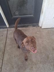 Reunited Male Dog last seen 49th and Matador trail, Amarillo, TX 79109