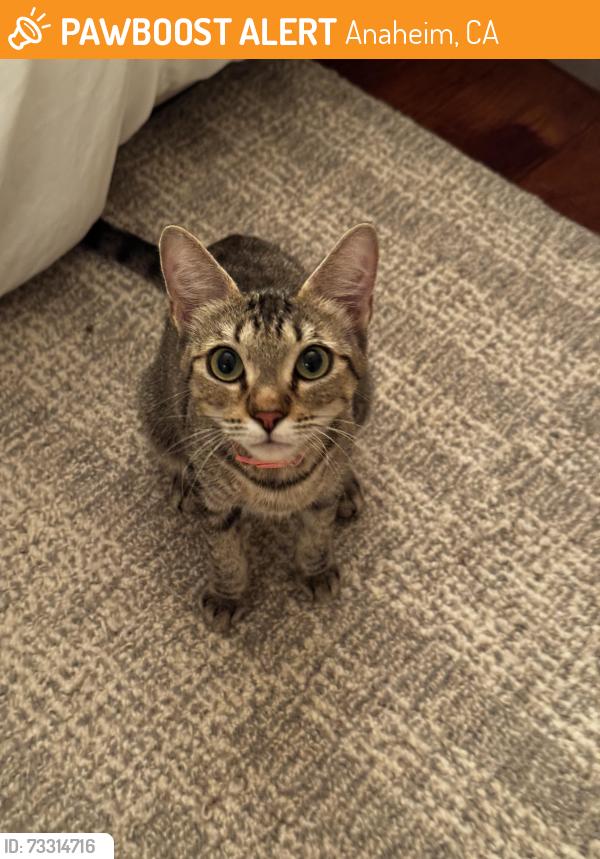 Found/Stray Female Cat last seen Downtown Anaheim, Anaheim, CA 92805