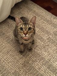 Found/Stray Female Cat last seen Downtown Anaheim, Anaheim, CA 92805