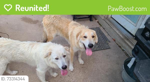 Reunited Male Dog last seen Vaughn, Burleson, TX 76028