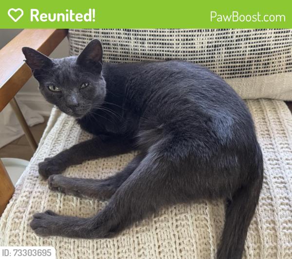 Reunited Female Cat last seen Near Cannery St., Los Angeles, CA 90731