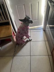 Lost Female Dog last seen Clear water, Carrollton, GA 30116