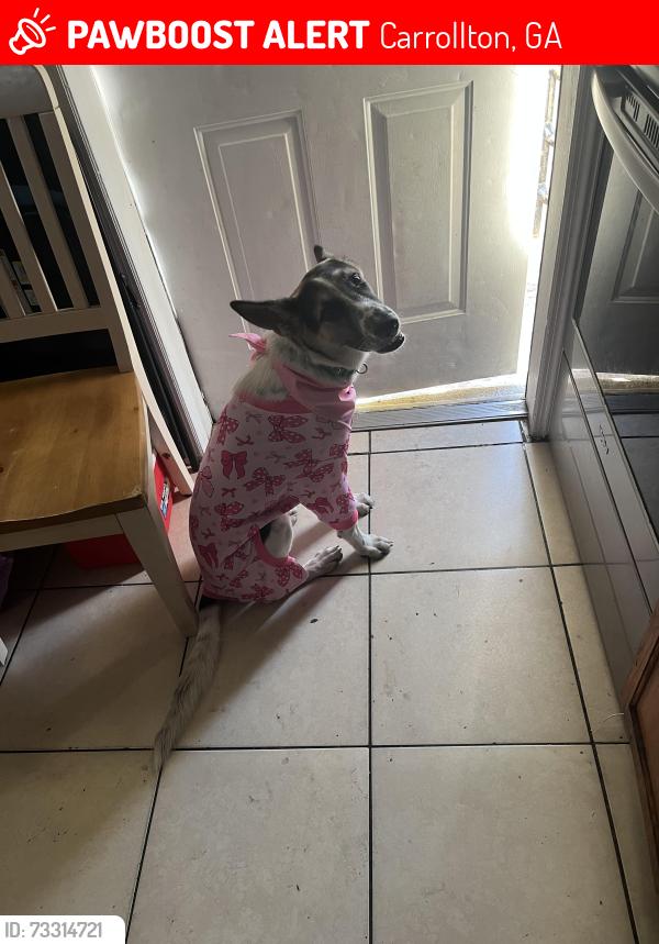 Lost Female Dog last seen Clear water, Carrollton, GA 30116