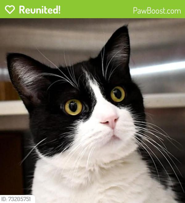 Reunited Male Cat last seen NW 4th and NW Cameo -- near Village Park, Ankeny, IA 50023