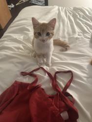 Reunited Female Cat last seen Emmeline Road, Lakeridge, Saskatoon, Saskatoon, SK 