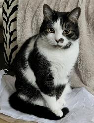 Lost Male Cat last seen Warrington and Southington, Shaker Heights, OH 44120