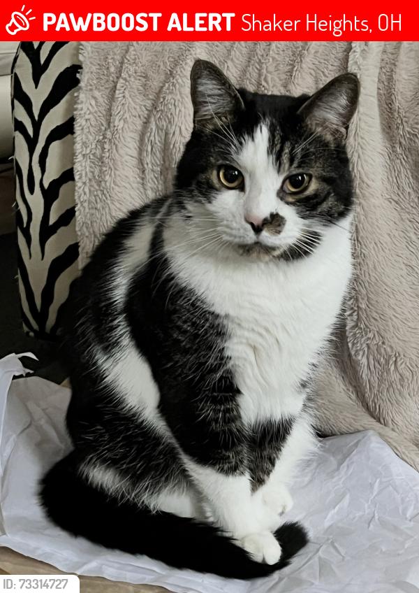 Lost Male Cat last seen Warrington and Southington, Shaker Heights, OH 44120