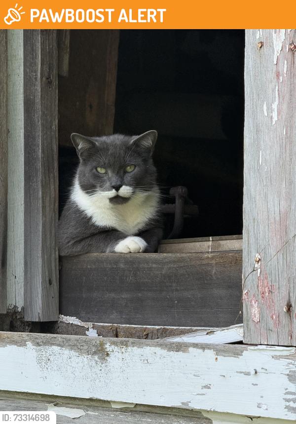 Found/Stray Unknown Cat last seen Blades road, West Polk Township, MO 65610